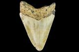 Fossil Megalodon Tooth - North Carolina #109892-2